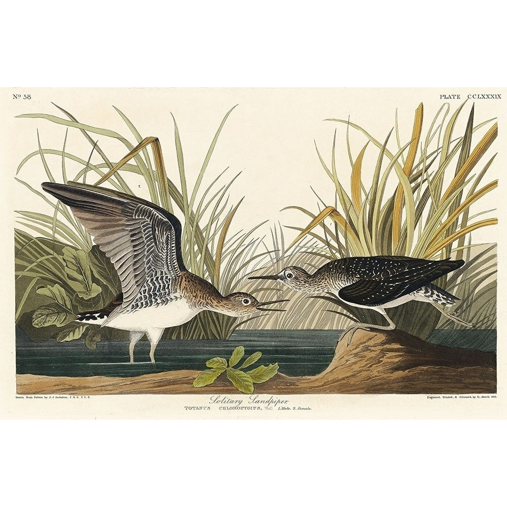 Solitary Sandpiper Poster Print by John James Audubon-VARPDX53395 Image 1