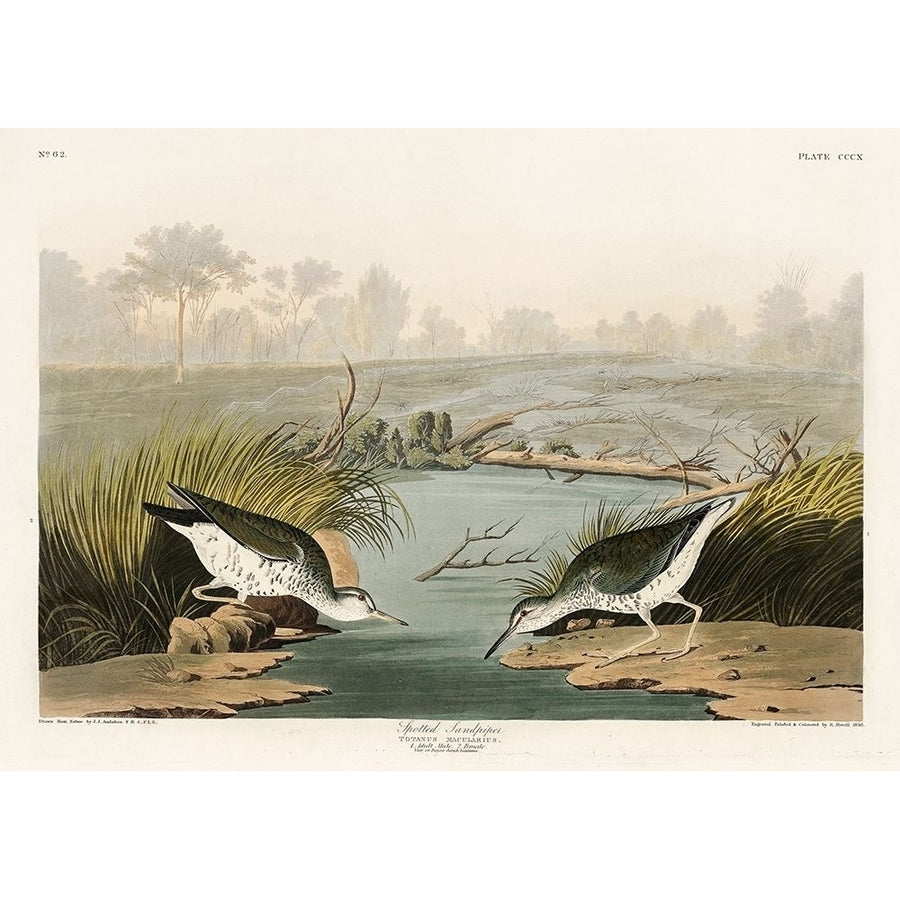 Spotted Sandpiper Poster Print by John James Audubon-VARPDX53396 Image 1