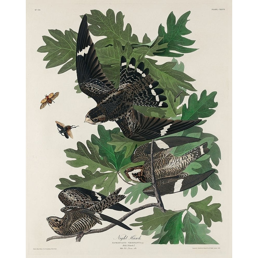 Night Hawk Poster Print by John James Audubon-VARPDX53402 Image 1