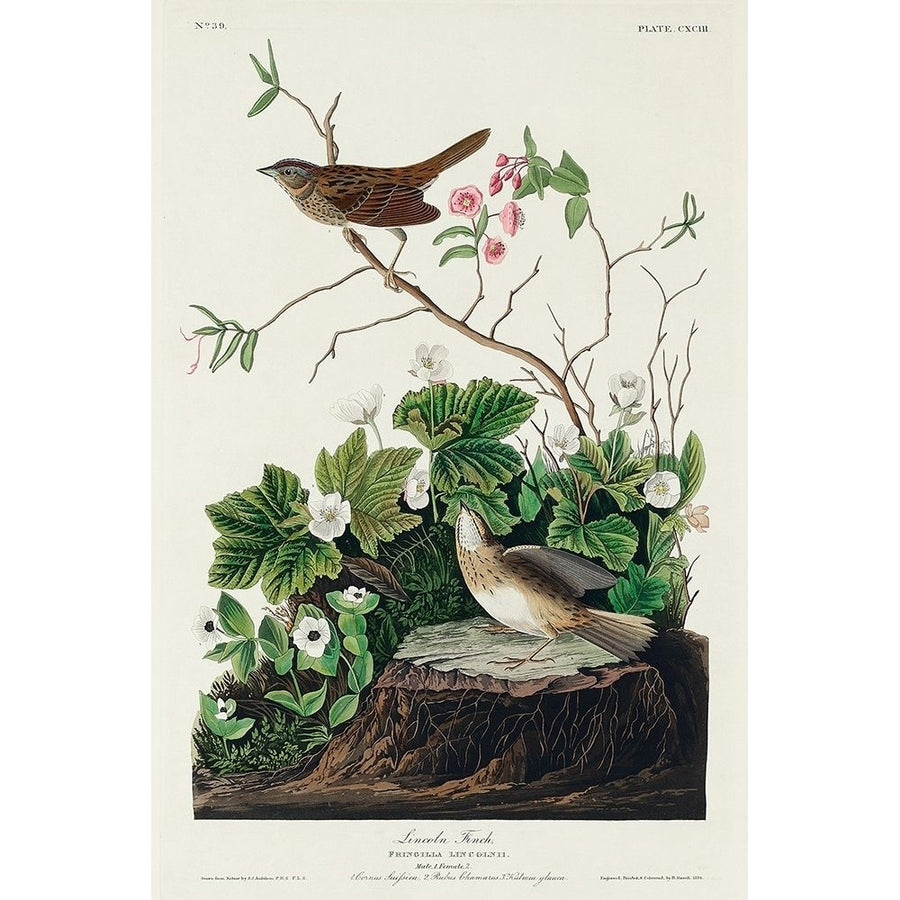 Lincoln Finch Poster Print by John James Audubon-VARPDX53403 Image 1