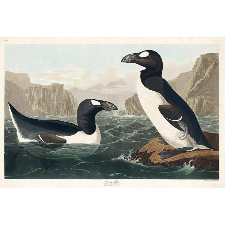 Great Auk Poster Print by John James Audubon-VARPDX53423 Image 1