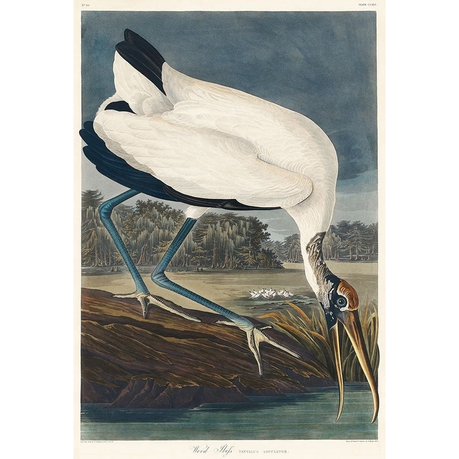 Wood Ibis Poster Print by John James Audubon-VARPDX53429 Image 1