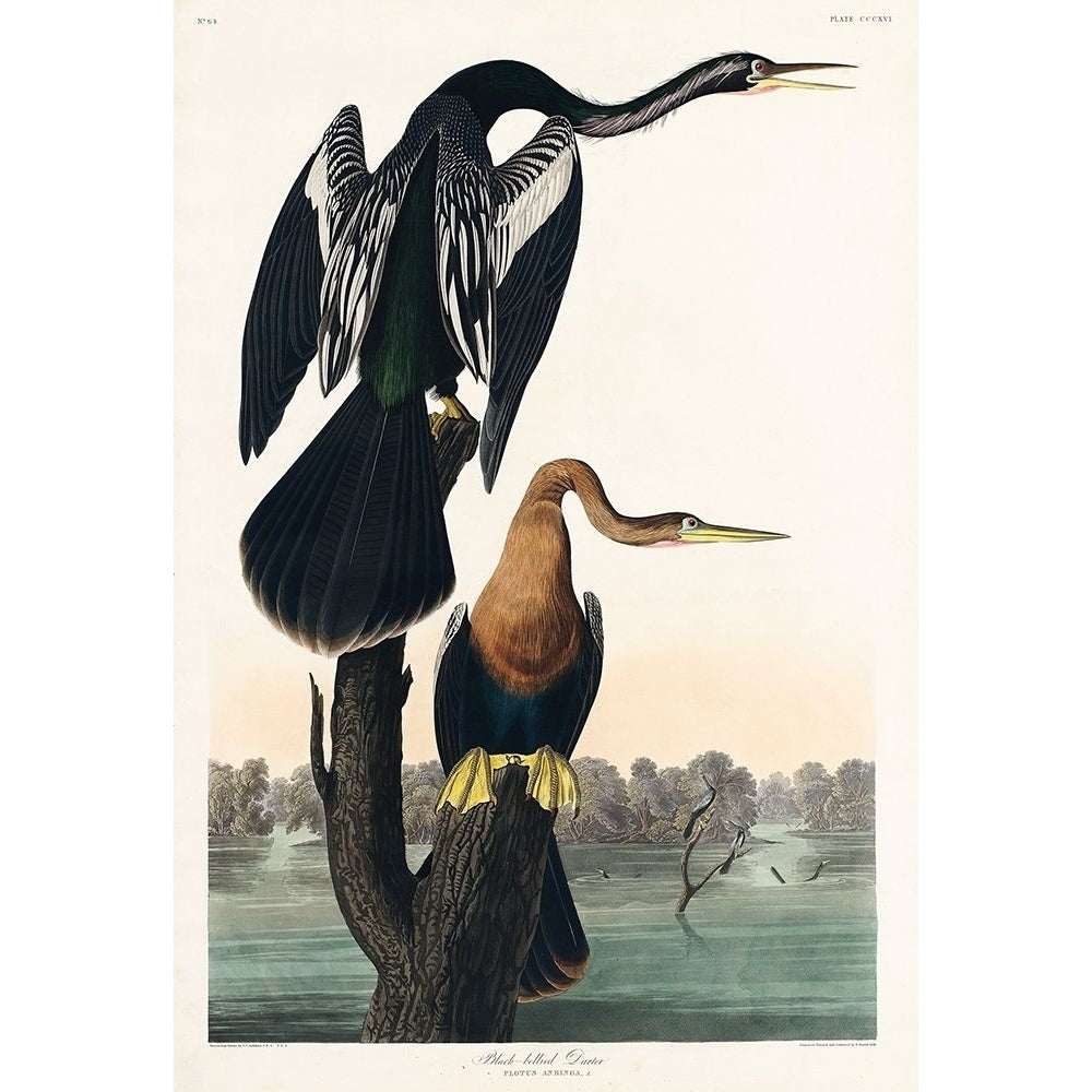 Black-bellied Darter Poster Print by John James Audubon-VARPDX53425 Image 1