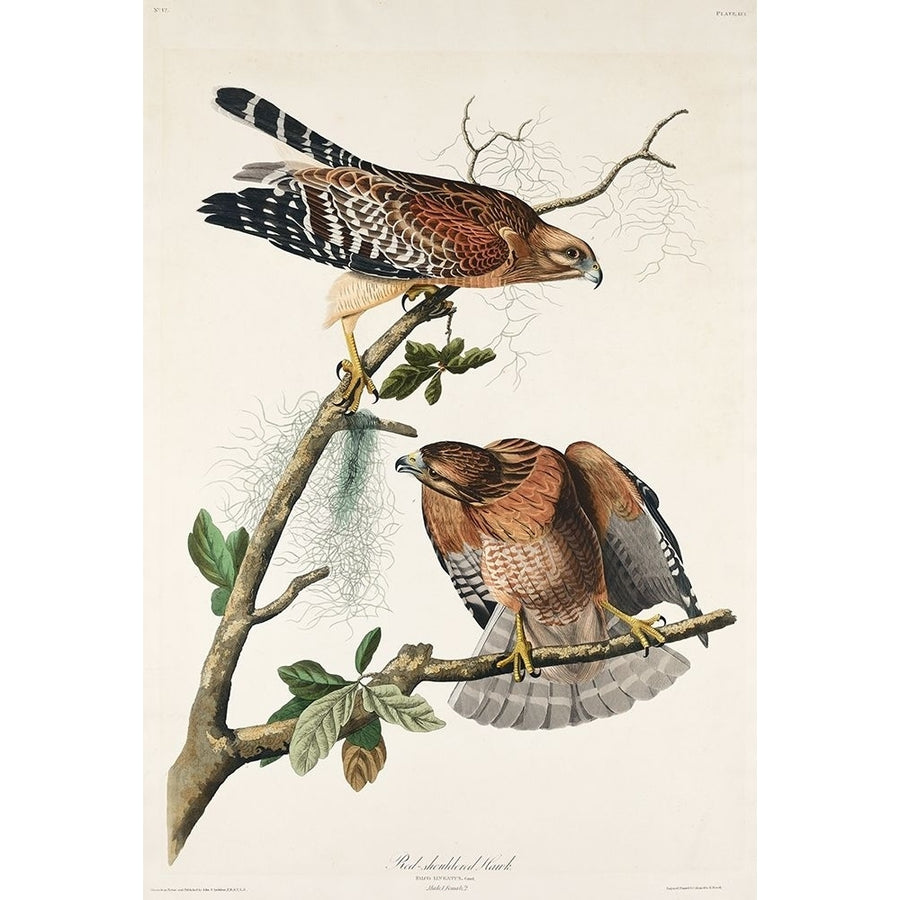 Red-shouldered Hawk Poster Print by John James Audubon-VARPDX53428 Image 1