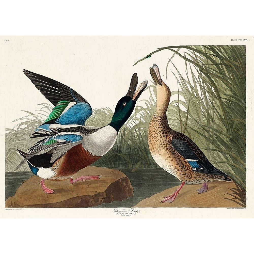 Shoveller Duck Poster Print by John James Audubon-VARPDX53441 Image 1