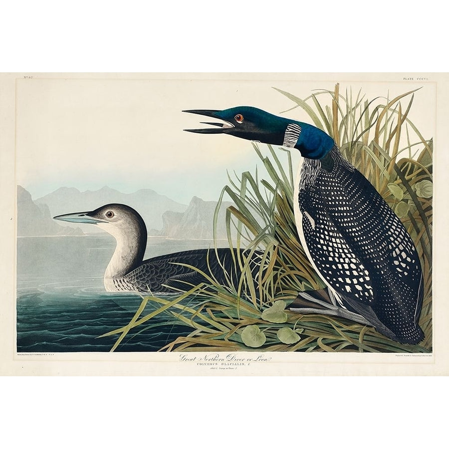 Great Northern Diver or Loon Poster Print by John James Audubon-VARPDX53446 Image 1