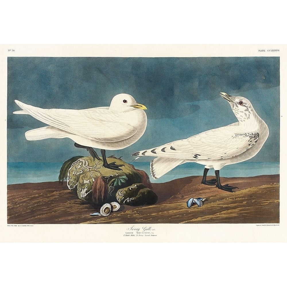 Ivory Gull Poster Print by John James Audubon-VARPDX53473 Image 1