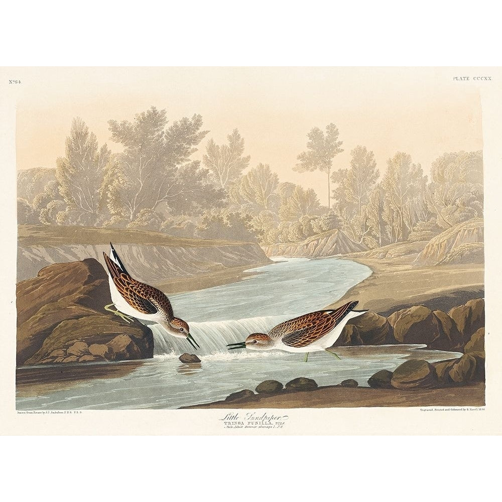 Little Sandpiper Poster Print by John James Audubon-VARPDX53476 Image 1