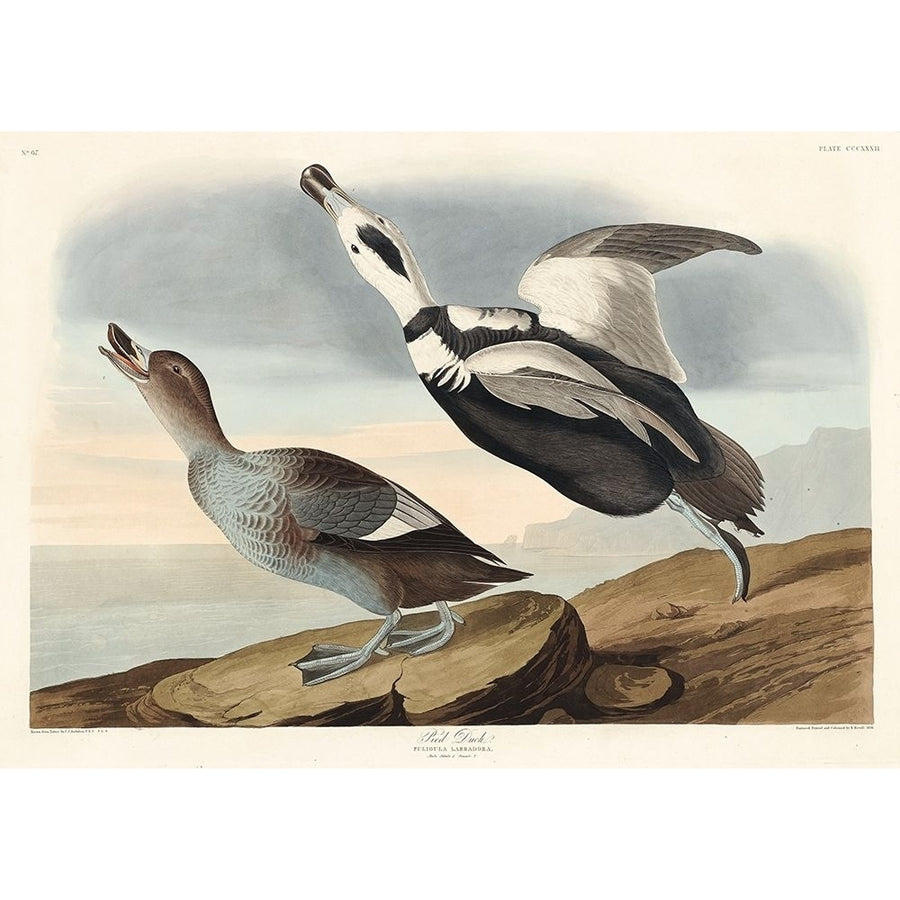 Pied Duck Poster Print by John James Audubon-VARPDX53489 Image 1