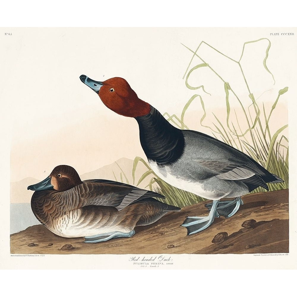 Red-headed Duck Poster Print by John James Audubon-VARPDX53452 Image 1