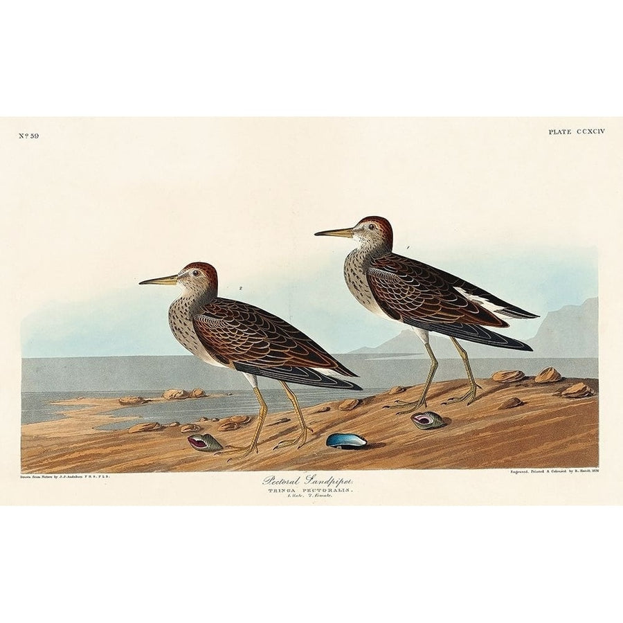 Pectoral Sandpiper Poster Print by John James Audubon-VARPDX53541 Image 1