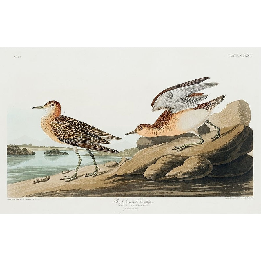 Buff breasted Sandpiper Poster Print by John James Audubon-VARPDX53558 Image 1