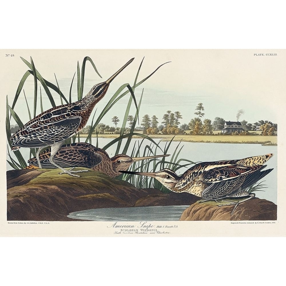 American Snipe Poster Print by John James Audubon-VARPDX53568 Image 1