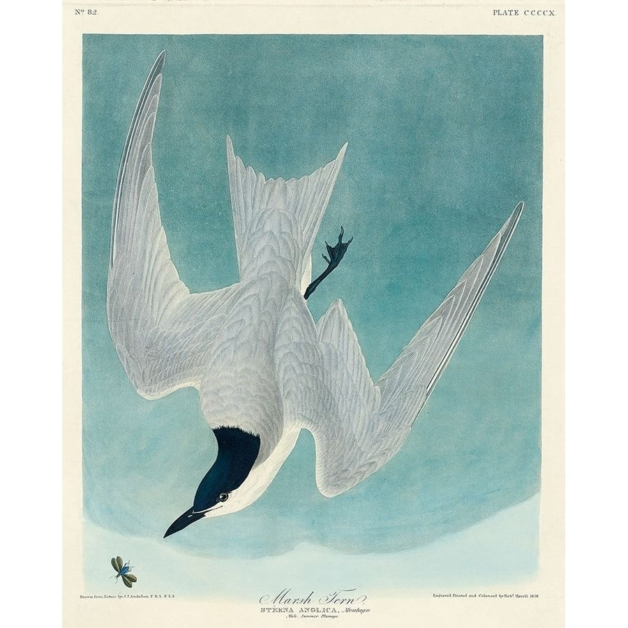 Marsh Tern Poster Print by John James Audubon-VARPDX53544 Image 1