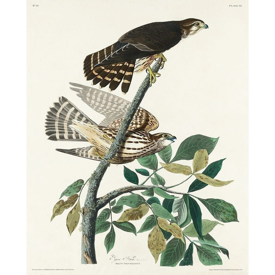 Pigeon Hawk Poster Print by John James Audubon-VARPDX53560 Image 1