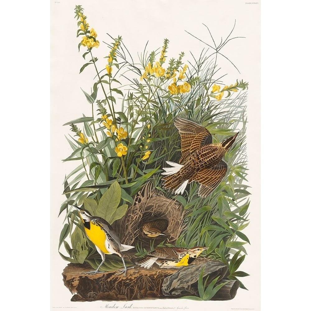 Meadow Lark Poster Print by John James Audubon-VARPDX53559 Image 1