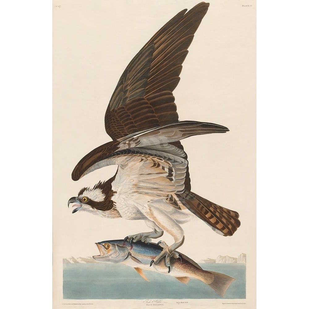 Fish Hawk or Osprey Poster Print by John James Audubon-VARPDX53561 Image 1