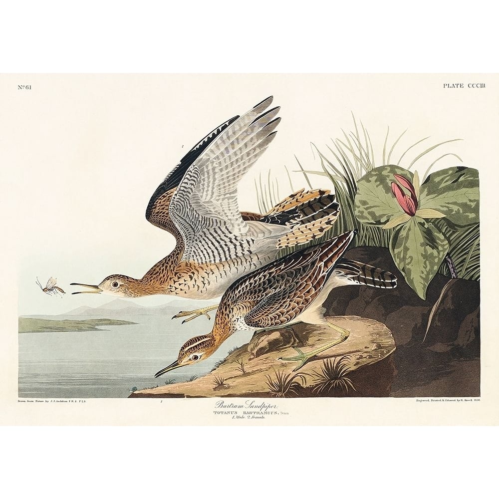 Bartram Sandpiper Poster Print by John James Audubon-VARPDX53585 Image 1