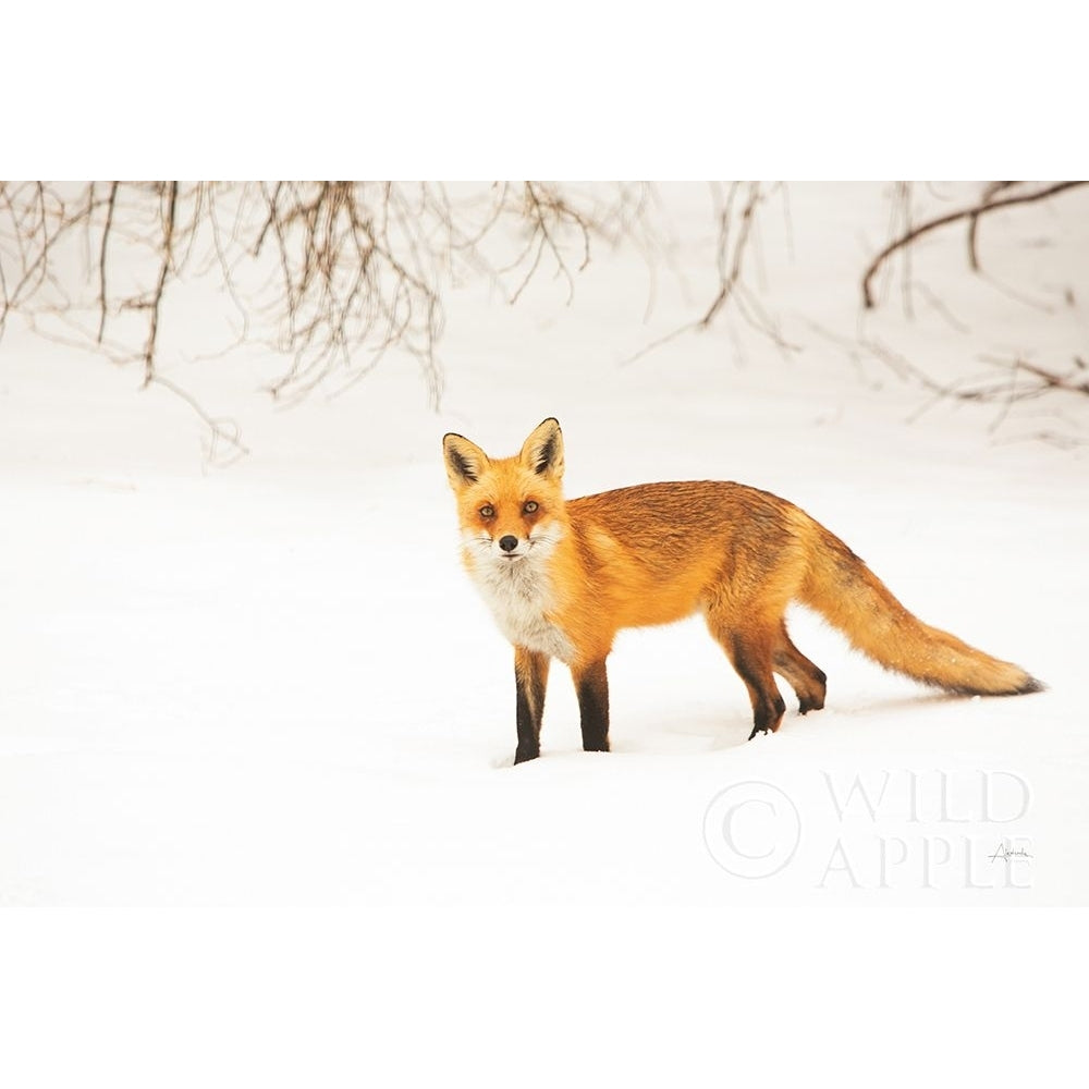 Red Fox IV Poster Print by Aledanda Aledanda-VARPDX53603 Image 1