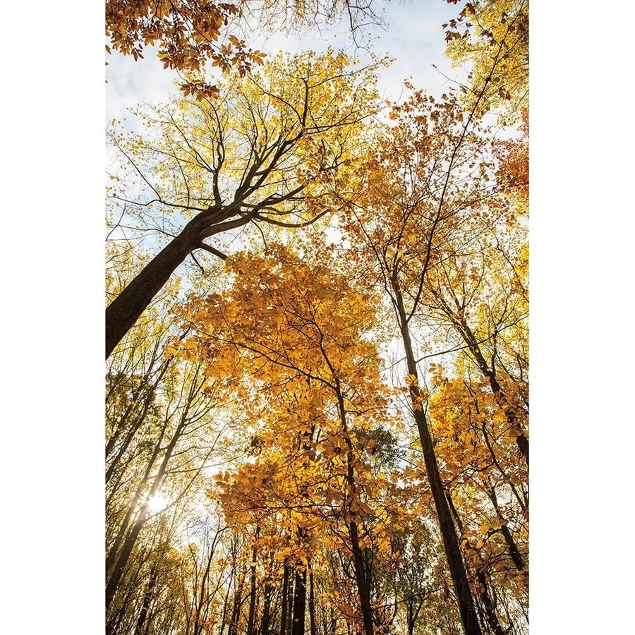 Towering Trees II Poster Print by Aledanda Aledanda-VARPDX53650 Image 1