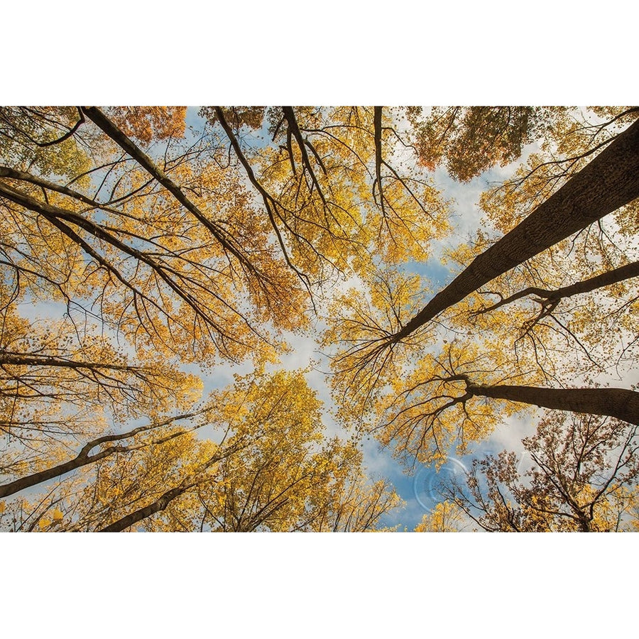 Towering Trees III Poster Print by Aledanda Aledanda-VARPDX53651 Image 1