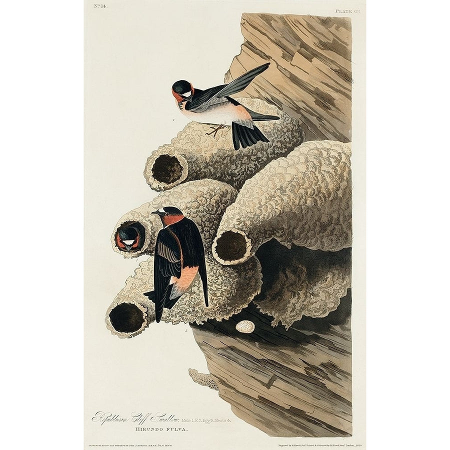 Republican or Cliff Swallow Poster Print by John James Audubon-VARPDX53662 Image 1