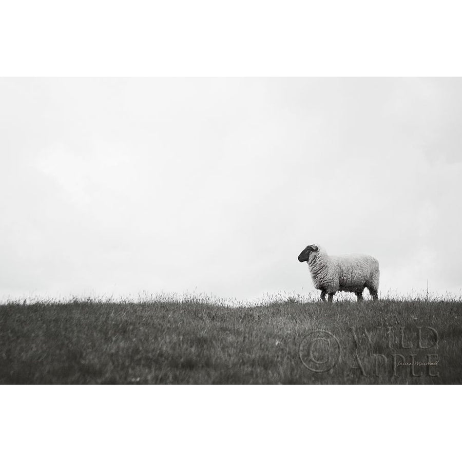 Islay Sheep II Poster Print by Laura Marshall-VARPDX53673 Image 1