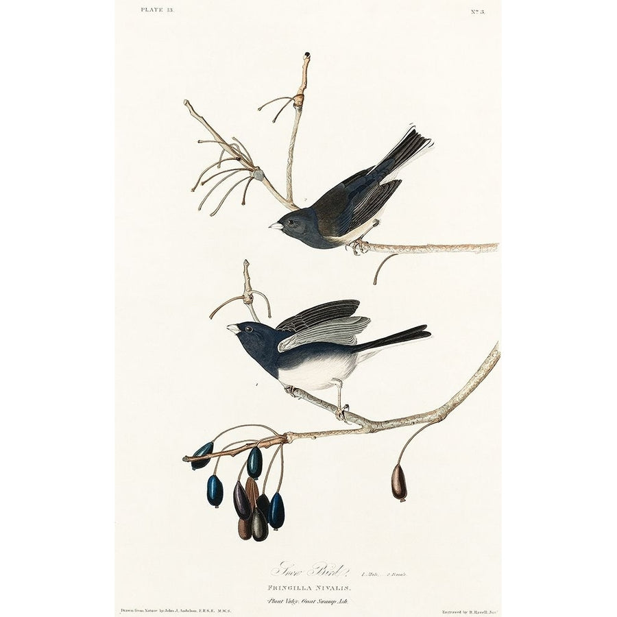 Snow Bird Poster Print by John James Audubon-VARPDX53669 Image 1