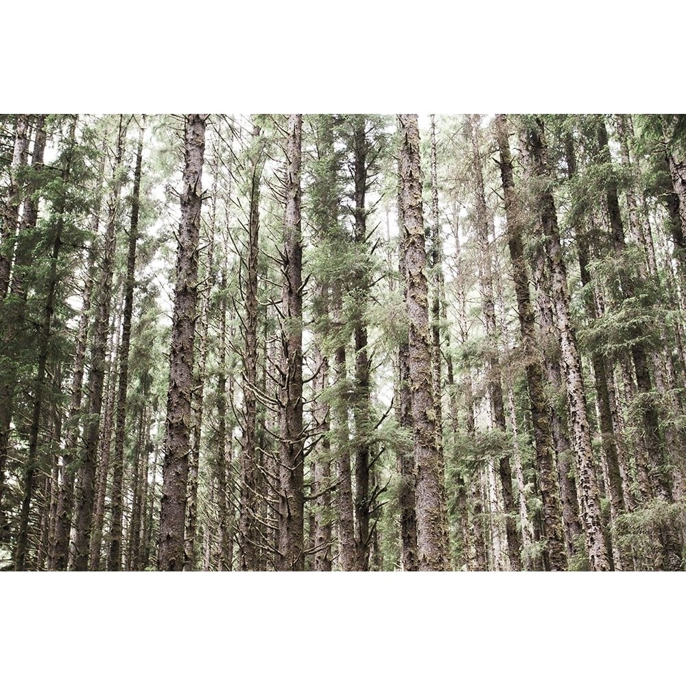 Mossy Pines Poster Print by Laura Marshall-VARPDX53676 Image 1