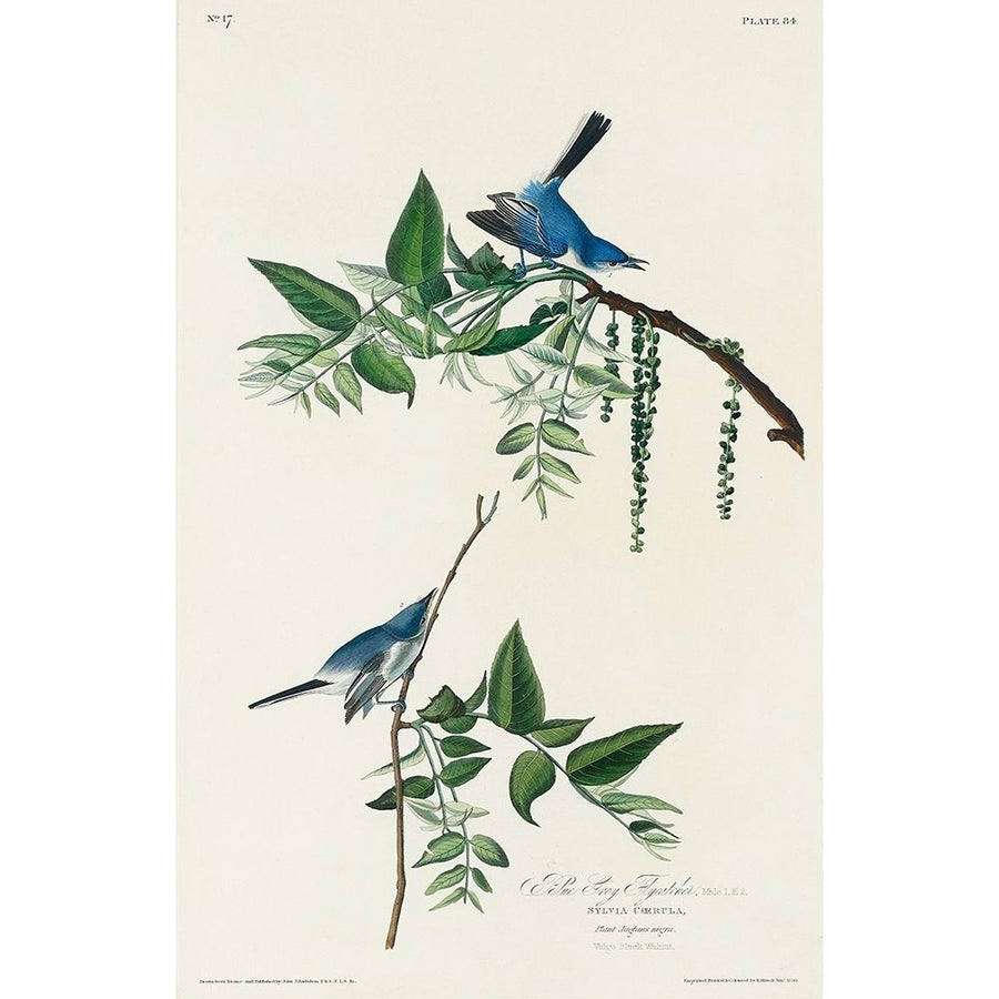 Blue-Grey Fly-catcher Poster Print by John James Audubon-VARPDX53689 Image 1