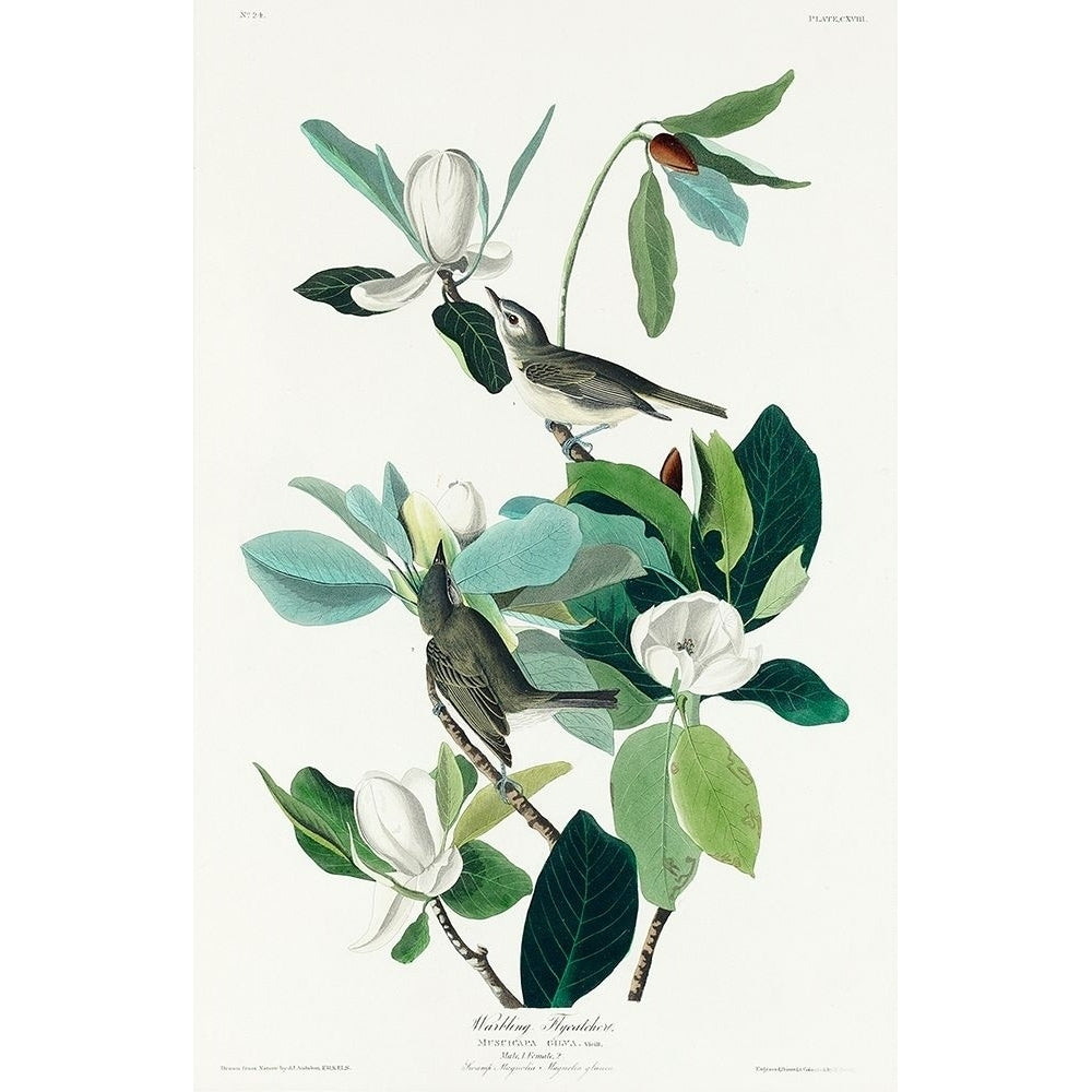 Warbling Flycatcher Poster Print by John James Audubon-VARPDX53684 Image 1