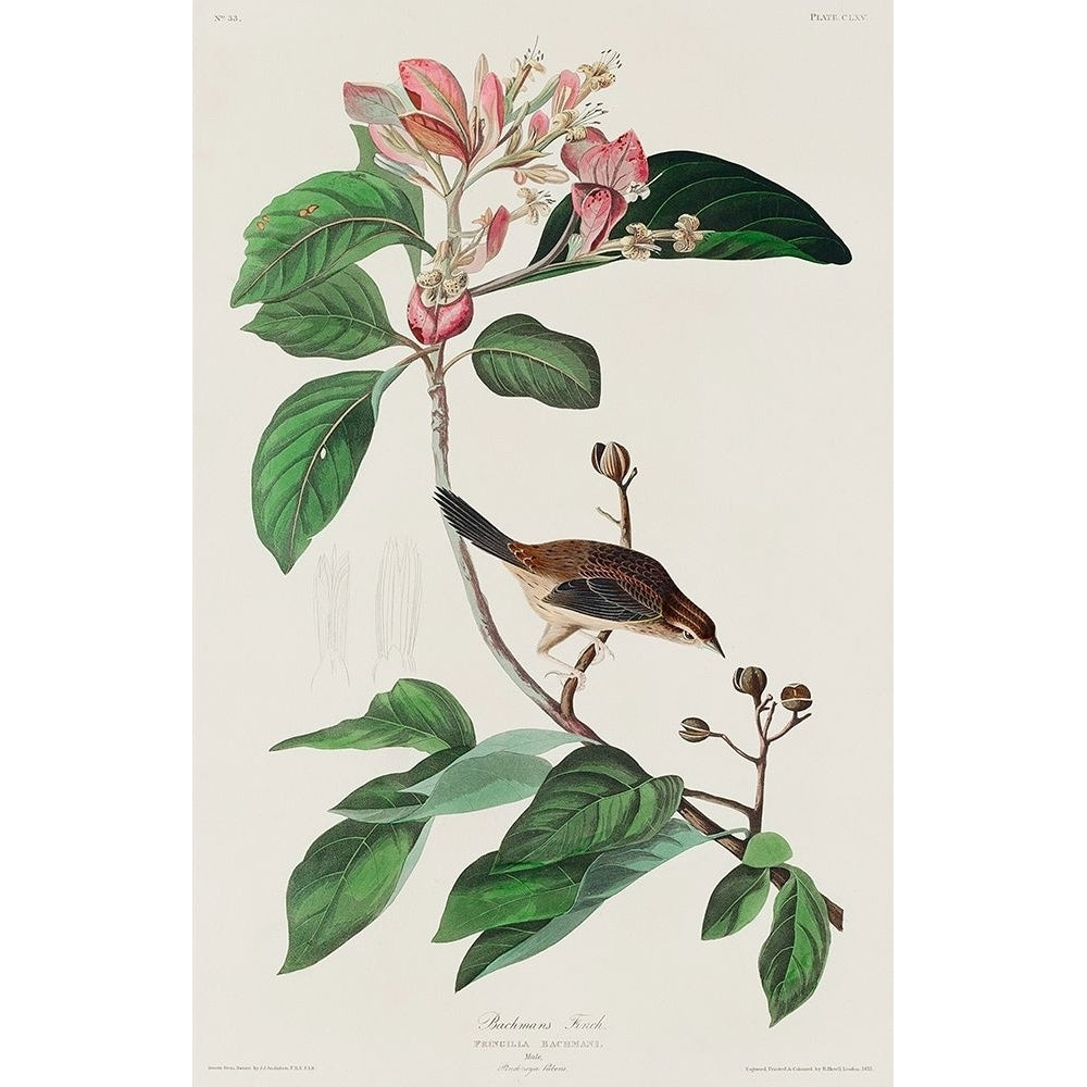 Bachmans Finch Poster Print by John James Audubon-VARPDX53693 Image 1