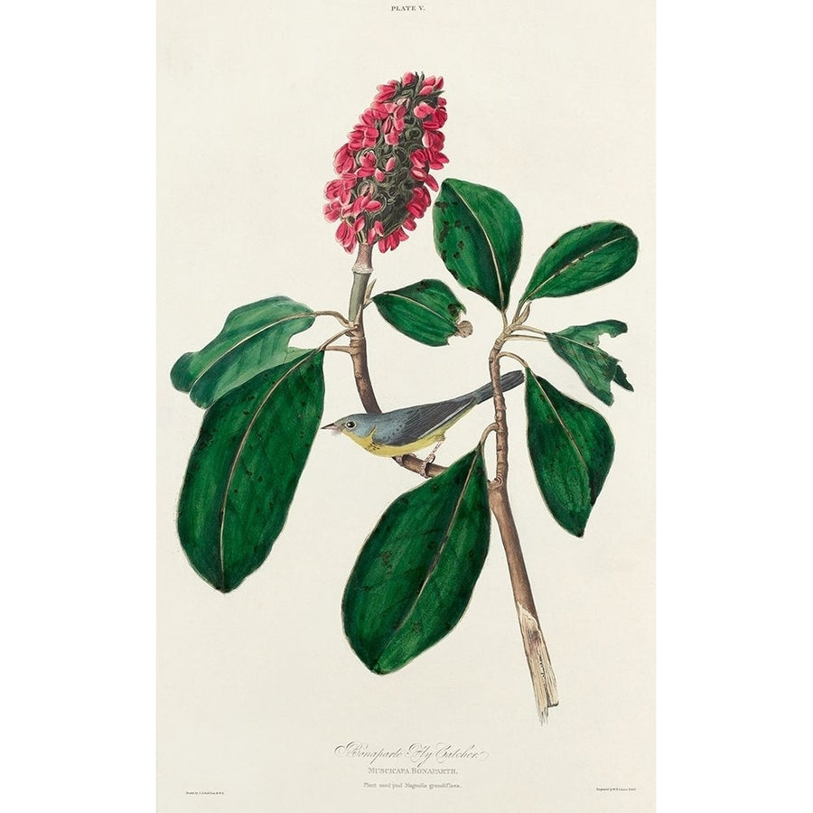 Bonapartes Flycatcher Poster Print by John James Audubon-VARPDX53690 Image 1