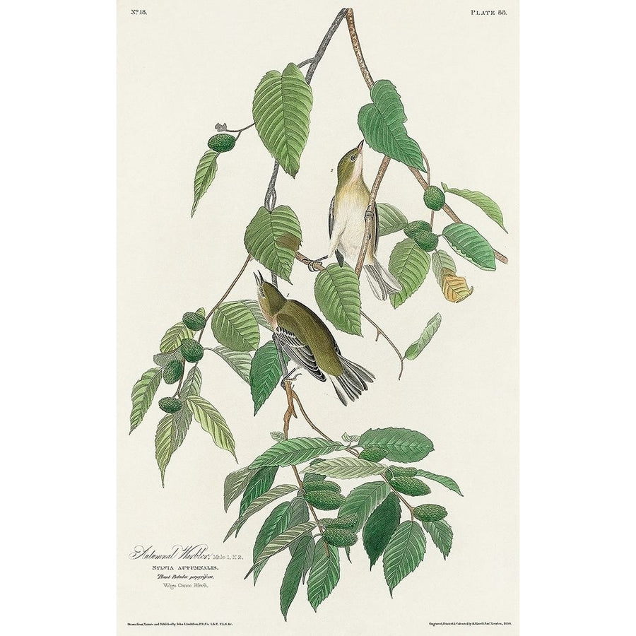 Autumnal Warbler Poster Print by John James Audubon-VARPDX53716 Image 1