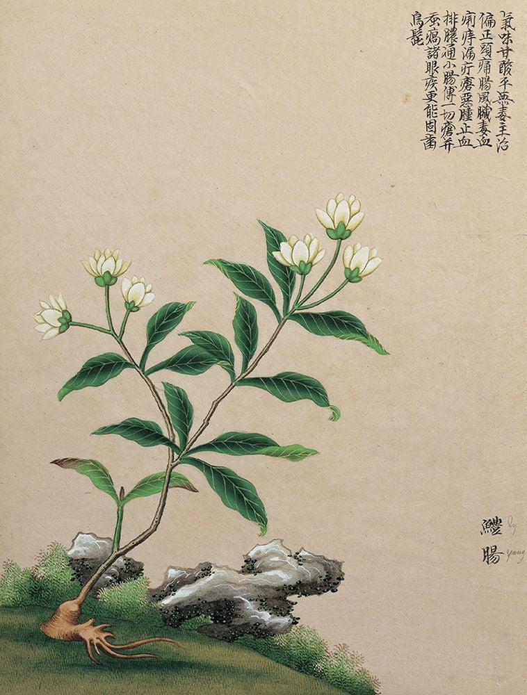 Oriental Flower I Poster Print - Unknown-VARPDX537473 Image 1