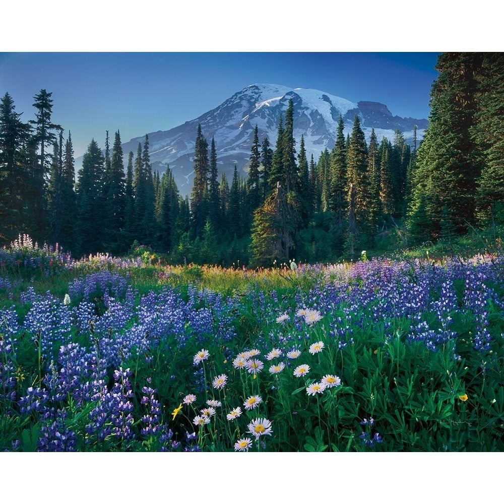 Mount Rainier Poster Print by Alan Majchrowicz-VARPDX53746 Image 1