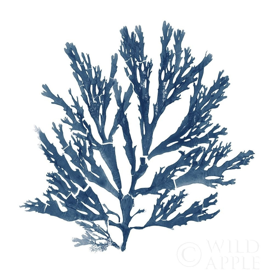 Pacific Sea Mosses Blue on White I Poster Print by Wild Apple Portfolio Wild Apple Portfolio-VARPDX53891 Image 1