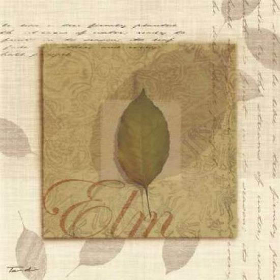 Elm Poster Print by Tandi Venter-VARPDX5415 Image 2