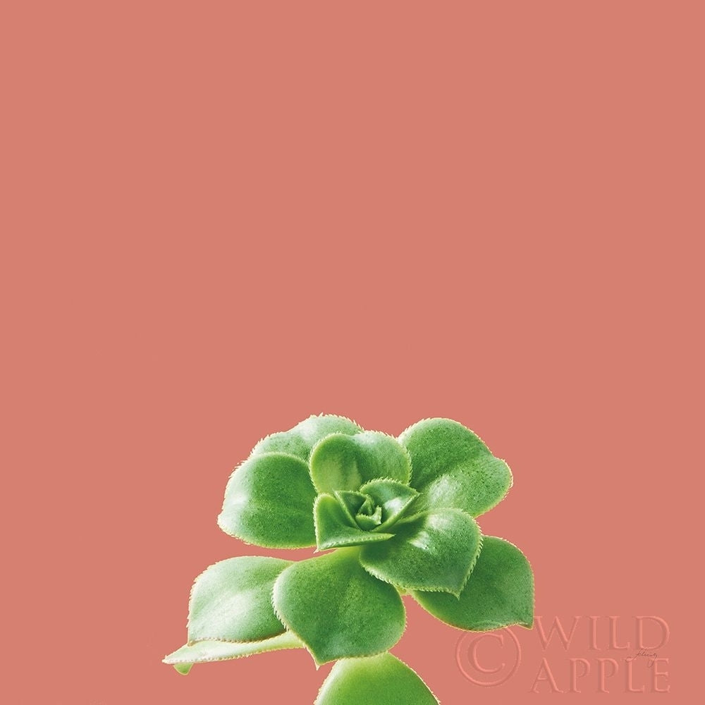 Succulent Simplicity VII Coral Poster Print by Felicity Bradley-VARPDX54224 Image 1