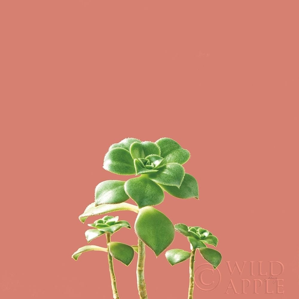 Succulent Simplicity IX Coral Poster Print by Felicity Bradley-VARPDX54225 Image 1