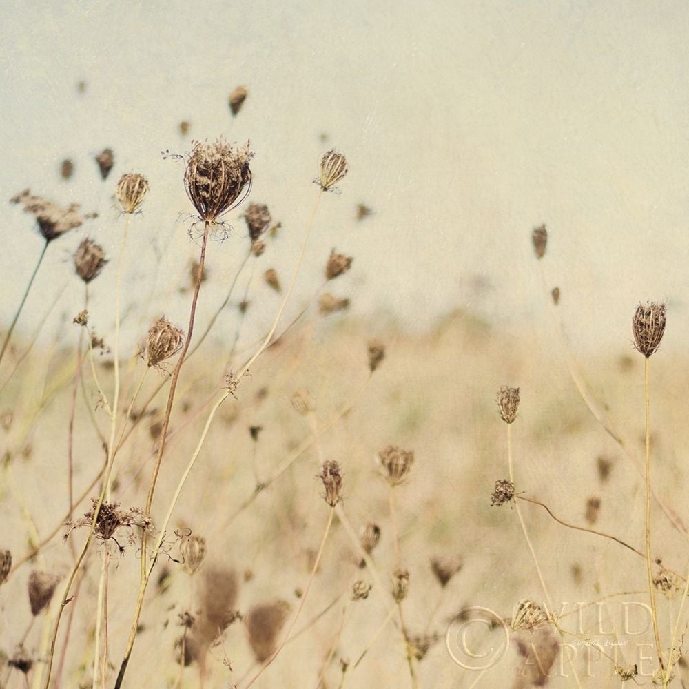 Silverleaf and Poppies II Poster Print by Janet Kruskamp-VARPDX54310 Image 1