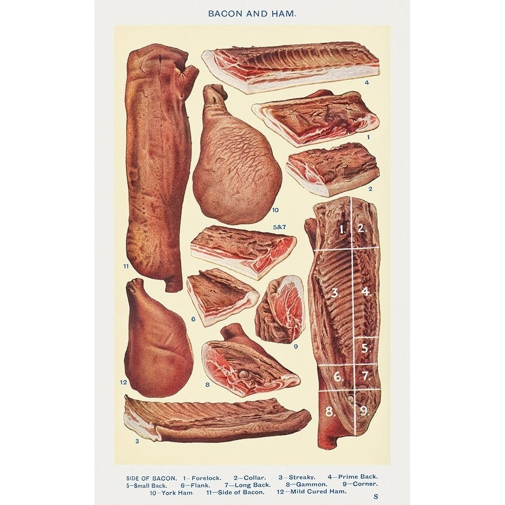 Bacon and Ham Poster Print by Mrs. Beetons Book of Household Management Mrs. Beetons Book of Household Image 1