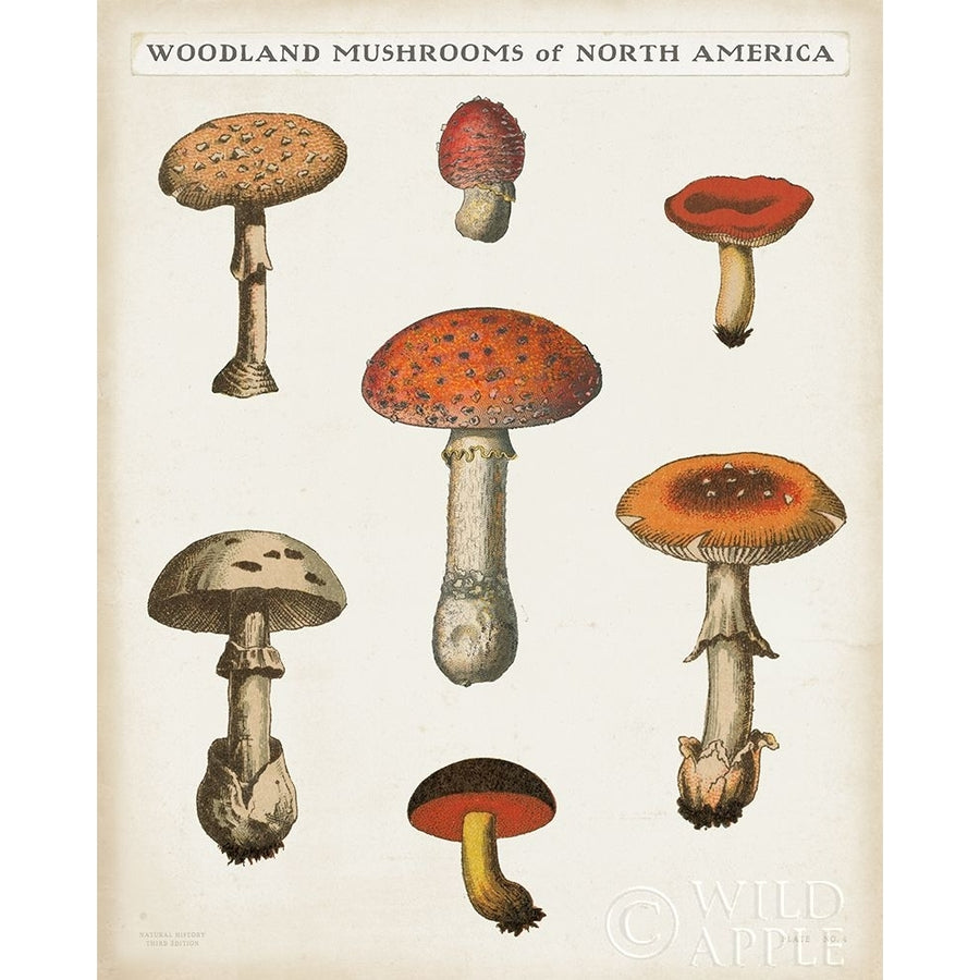 Mushroom Chart III Light Poster Print by Wild Apple Portfolio Wild Apple Portfolio-VARPDX54721 Image 1