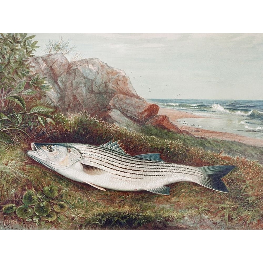 Striped bonito Poster Print by Samuel Kilbourne-VARPDX54816 Image 1