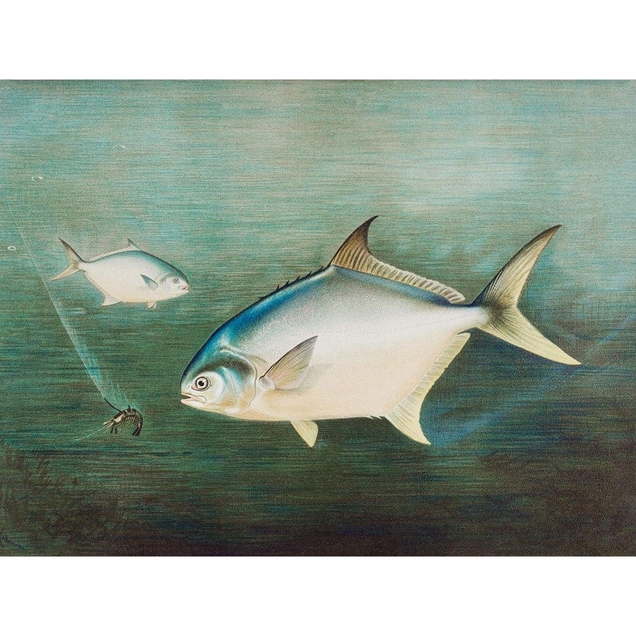 Pompano Poster Print by Samuel Kilbourne-VARPDX54812 Image 1