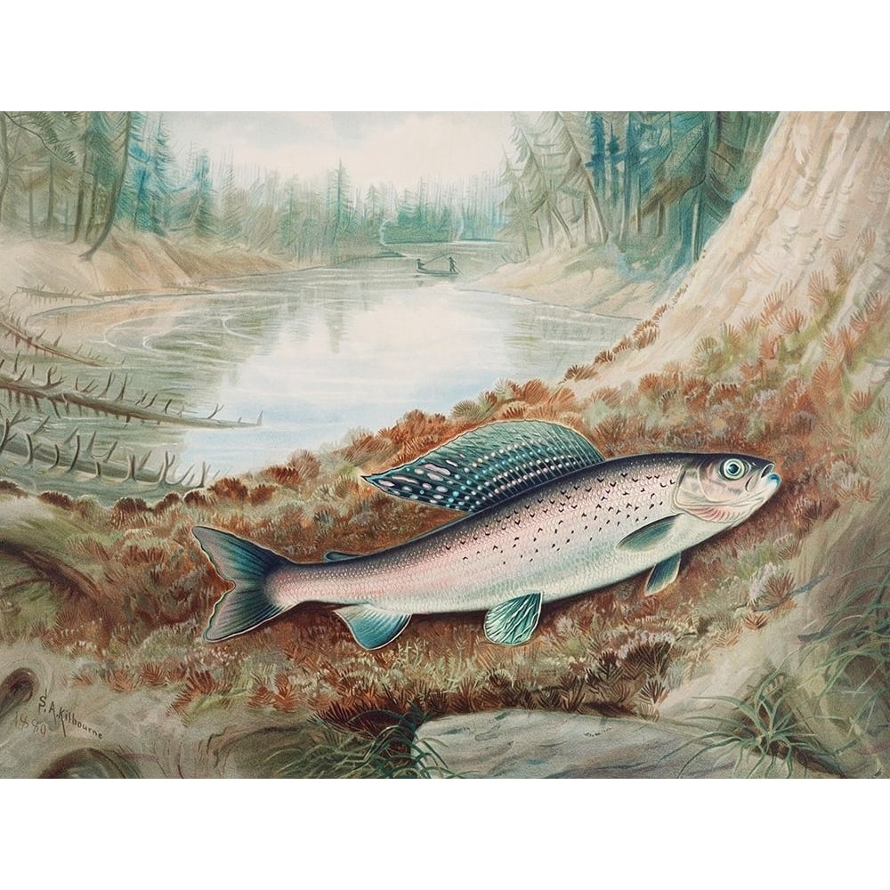 Arctic Grayling Poster Print by Samuel Kilbourne-VARPDX54820 Image 1