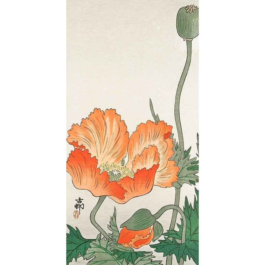 Orange Poppy by Ohara Koson-VARPDX54949 Image 1