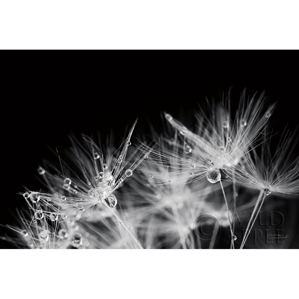 Dandelion Dewdrops II Poster Print by Laura Marshall-VARPDX55011 Image 1