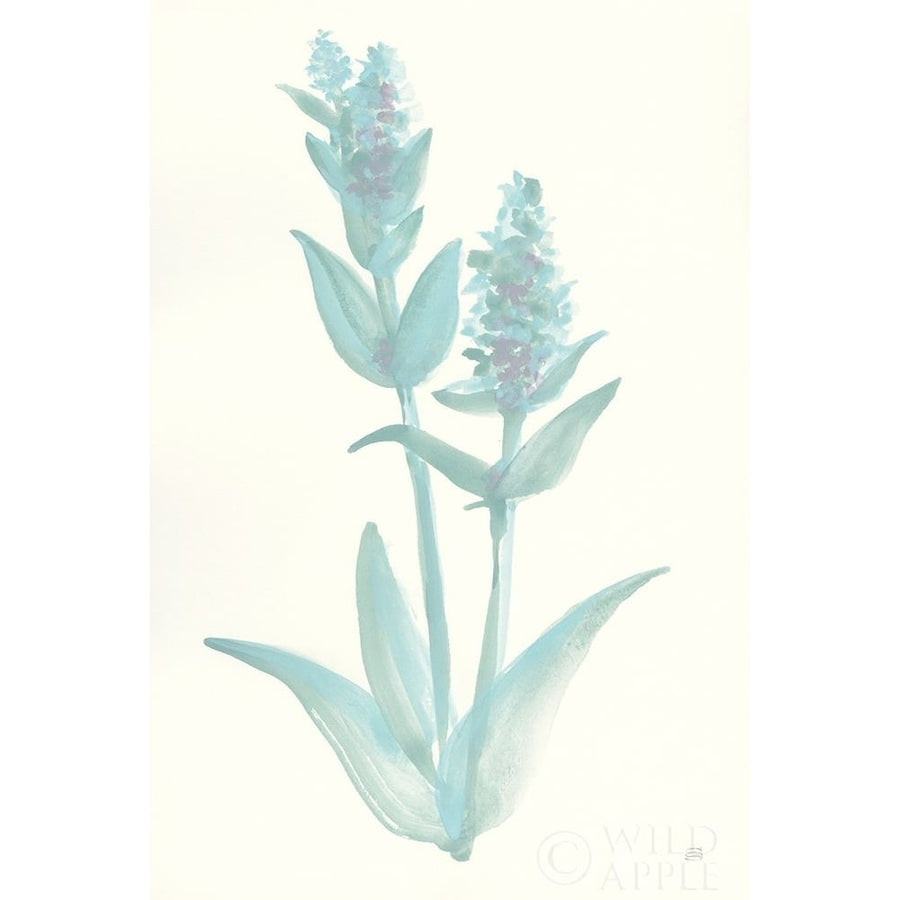 Lambs Ear Sage I Poster Print by Chris Paschke-VARPDX55067 Image 1