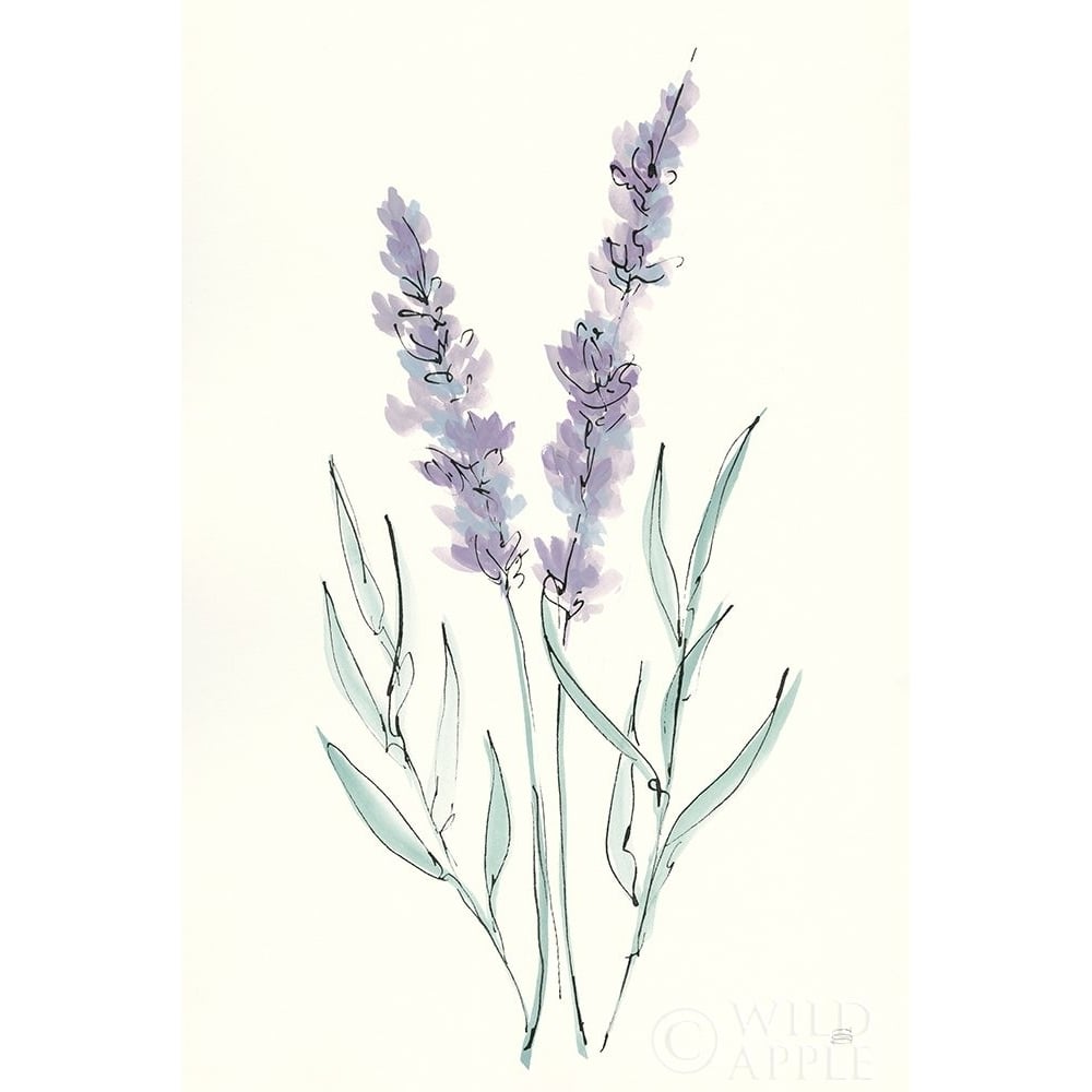 Lavender III Poster Print by Chris Paschke-VARPDX55077 Image 1